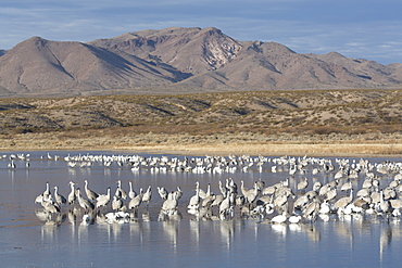 Greater sandhill cranes (Grus canadensis tabida) gray in color, and lesser snow geese (Chen caerulescens caerulescens) white in color, Bosque del Apache National Wildlife Refuge, New Mexico, United States of America, North America