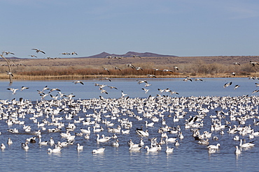 Lesser snow geese (Chen caerulescens caerulescens), Bosque del Apache National Wildlife Refuge, New Mexico, United States of America, North America