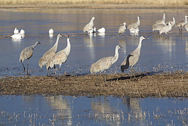 Greater sandhill cranes (Grus canadensis tabida) grey color, and lesser snow geese (Chen caerulescens caerulescens) white color, Bosque del Apache National Wildlife Refuge, New Mexico, United States of America, North America