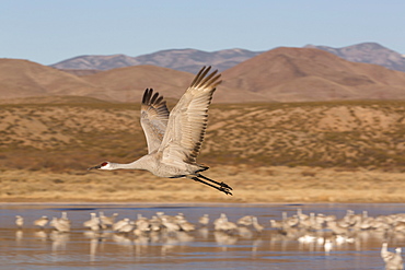 Greater sandhill crane (Grus canadensis tabida), Bosque del Apache National Wildlife Refuge, New Mexico, United States of America, North America