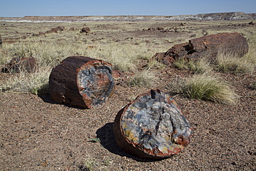 Petrified logs from the late Triassic period, 225 million years ago, Long Logs Trail, Petrified Forest National Park, Arizona, United States of America, North America