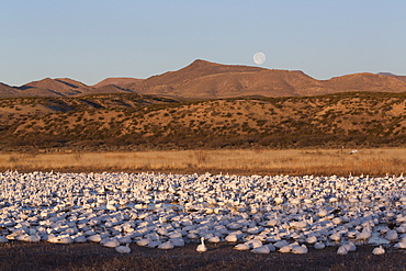 Lesser Snow Geese (Chen C. caerulescens), Bosque del Apache National Wildlife Refuge, New Mexico, United States of America, North America