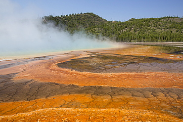 Pool runoff of orange bacteria and algae (Therophiles), Grand Prismatic Pool, Midway Geyser Basin, Yellowstone National Park, UNESCO World Heritage Site, Wyoming, United States of America, North America