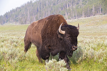 Bison (Bison bison), Hayden Valley, Yellowstone National Park, UNESCO World Heritage Site, Wyoming, United States of America, North America