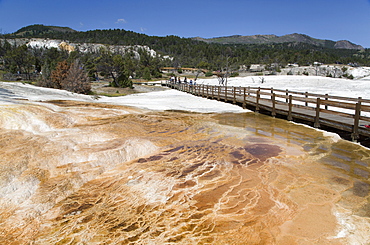 Mammoth Hot Springs, Yellowstone National Park, UNESCO World Heritage Site, Wyoming, United States of America, North America