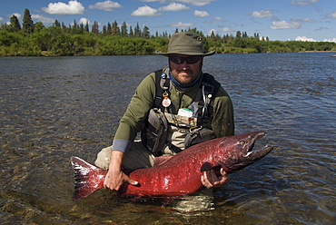 Fisherman with King (Chinook) salmon, Alagnak River, Alaska, United States of America, North America