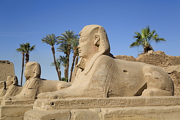 Avenue of Sphinxes, Luxor Temple, Luxor, Thebes, UNESCO World Heritage Site, Egypt, North Africa, Africa