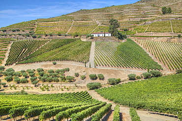 Vineyards, Quinta do Crasto, Alto Douro Wine Valley, UNESCO World Heritage Site, Portugal, Europe