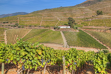 Vineyards, Quinta do Crasto, Alto Douro Wine Valley, UNESCO World Heritage Site, Portugal, Europe