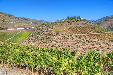 Vineyards, Quinta do Crasto, Alto Douro Wine Valley, UNESCO World Heritage Site, Portugal, Europe