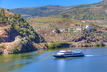 Tourist boat, vineyards and the Douro River, Alto Douro Wine Valley, UNESCO World Heritage Site, Portugal, Europe