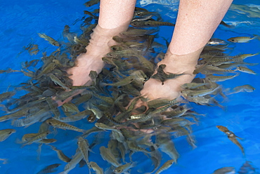 Fish foot massage, Siem Reap, Cambodia, Indochina, Southeast Asia, Asia