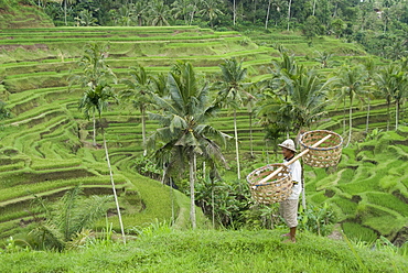 Rice terraces near Tegallalang Village, Bali, Indonesia, Southeast Asia, Asia