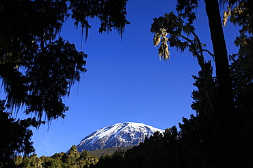 Looking up to the hanging glaciers of Uhuru Peak, Mount Kilimanjaro, Tanzania, East Africa, Africa