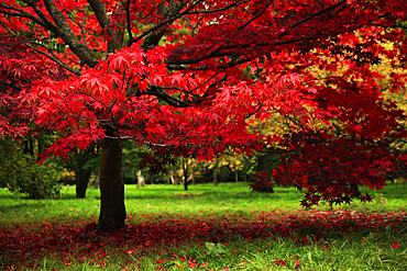 Autumn colours, Westonbirt Arboretum, Gloucestershire, England, United Kingdom, Europe