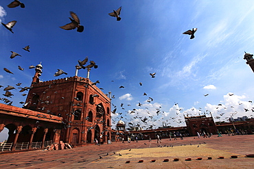 Pigeons feed on grain scattered on the paving stones in the courtyard of Jama Masjid (The Masjid-i Jah)