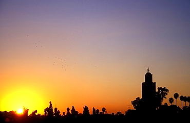 A flock of birds flies over the skyline of Marrakech at sunset, Morocco, North Africa, Africa
