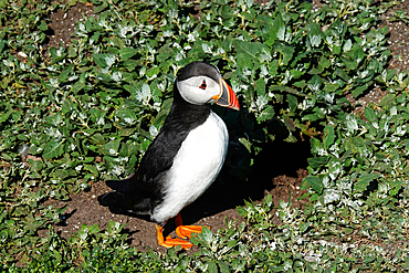 Puffin, Farne Islands, Northumberland, England, United Kingdom, Europe