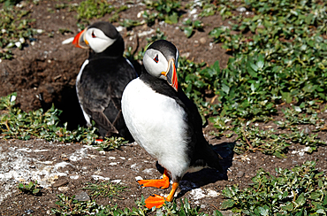 Puffins, Farne Islands, Northumberland, England, United Kingdom, Europe