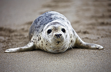 Seal pup, Outer Hebrides, Scotland, United Kingdom, Europe