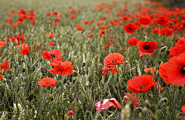 Wild poppies, rural Norfolk, England, United Kingdom, Europe