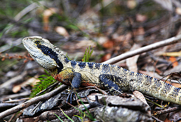 Lizard, Blue Mountains, New South Wales, Australia, Pacific