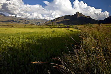 Rice fields in the evening sun underneath the Tsaranoro Massif, Andringitra National Park, Southern Madagascar, Africa