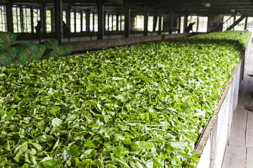 Freshly picked tea being prepared for drying in a tea plantation in Kandy, Sri Lanka, Asia