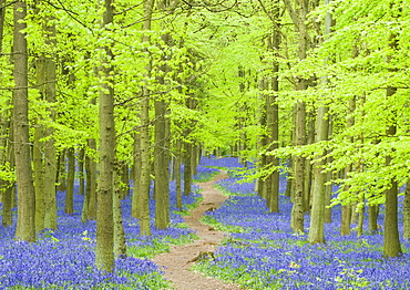 Spring bluebells in beech woodland, Dockey Woods, Buckinghamshire, England, United Kingdom, Europe