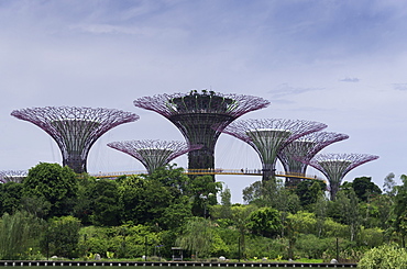 The Supertrees in the Garden By The Bay in Singapore, Southeast Asia, Asia