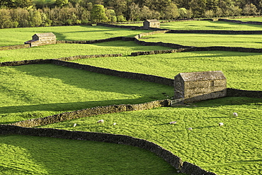 Barns and dry stone walls at Gunnerside, Swaledale, Yorkshire Dales, Yorkshire, England, United Kingdom, Europe