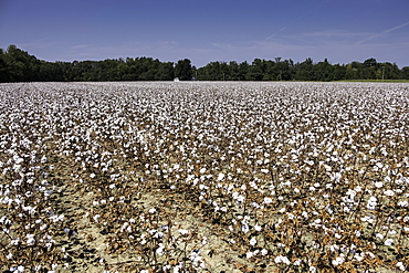 Cotton fields in Alabama, United States of America, North America