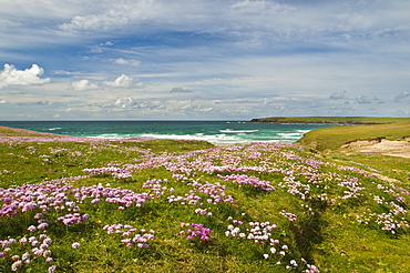 Wild flowers and coastline, Isle of Lewis, Outer Hebrides, Sotland, United Kingdom, Europe