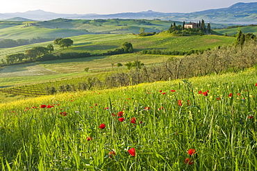 Dawn view of Val d'Orcia showing Belvedere and rolling Tuscan countryside, UNESCO World Heritage Site, San Quirico d'Orcia, Tuscany, Italy, Europe