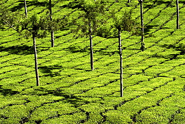 Tea Plantations, Devikulam, near Munnar, India, Asia