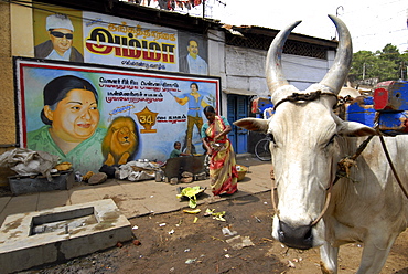 Bullock cart in Madurai, Tamil Nadu, India, Asia