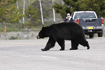 North American black bear crossing road, Yellowstone National Park, Wyoming, United States of America, North America