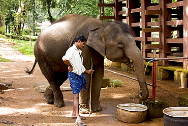 Elephant camp, Konni, Kerala, India, Asia