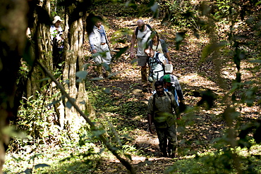 Trekking through the forest, Thekkady, Kerala, India, Asia