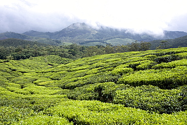 Tea gardens, Munnar, Kerala, India, Asia