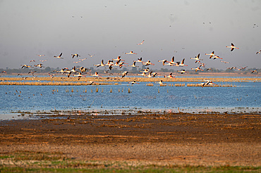 Flamingos flying above the salt water of the marshes in the Little Rann of Kutch, home to the Indian Wild Ass and many species of migratory wild birds.