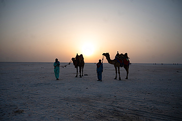 Camels with their mahouts waiting to take guests on sunset safaris in the White Desert area of Kachchh