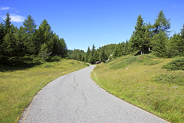 Road in the pinewood, Lombardy, Italy, Europe