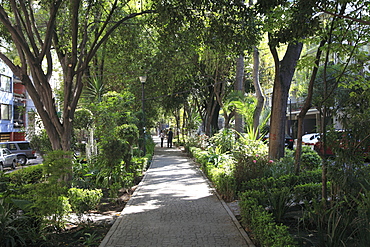 Pedestrian walkway, Colonia Condesa, La Condesa, a trendy neighborhood, Mexico City, Mexico, North America