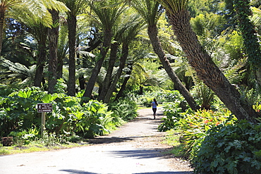 Golden Gate Park, San Francisco, California, United States of America, North America