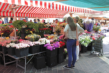 Flower Market, Cours Saleya, Old Town, Nice, Alpes Maritimes, Provence, Cote d'Azur, French Riviera, France, Europe