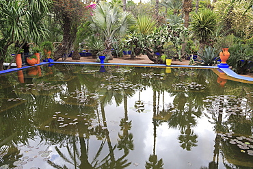 Jardin Majorelle (Majorelle Gardens), restored by fashion designer Yves Saint Laurent, Marrakesh (Marrakech), Morocco, North Africa, Africa