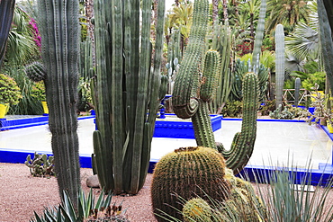 Jardin Majorelle (Majorelle Gardens), restored by fashion designer Yves Saint Laurent, Marrakesh (Marrakech), Morocco, North Africa, Africa