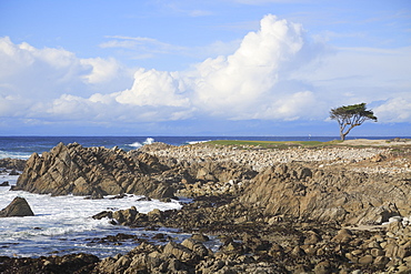 Rocky coastline and Monterey cypress tree, 17 Mile Drive, Pebble Beach, Monterey Peninsula, Pacific Ocean, California, United States of America, North America