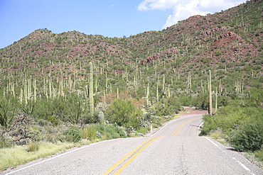 Saguaro cacti, Saguaro National Park, Tuscon Mountain District west unit, Tucson, Arizona, United States of America, North America